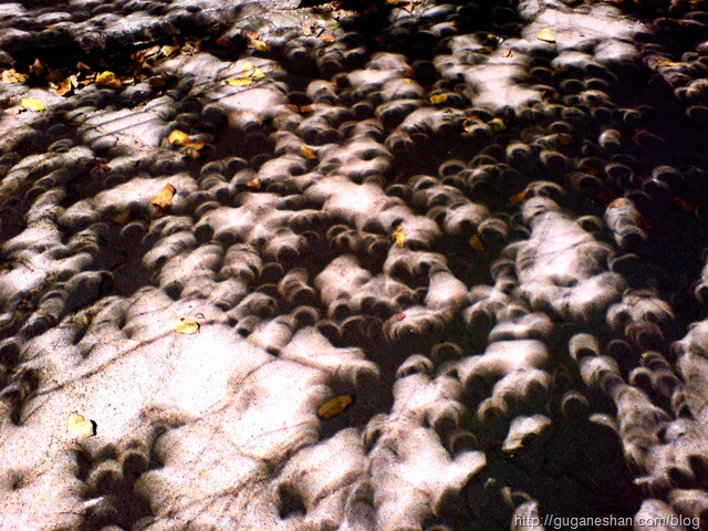Annular Solar Eclipse 2010 pinhole effect in shadows from a tree